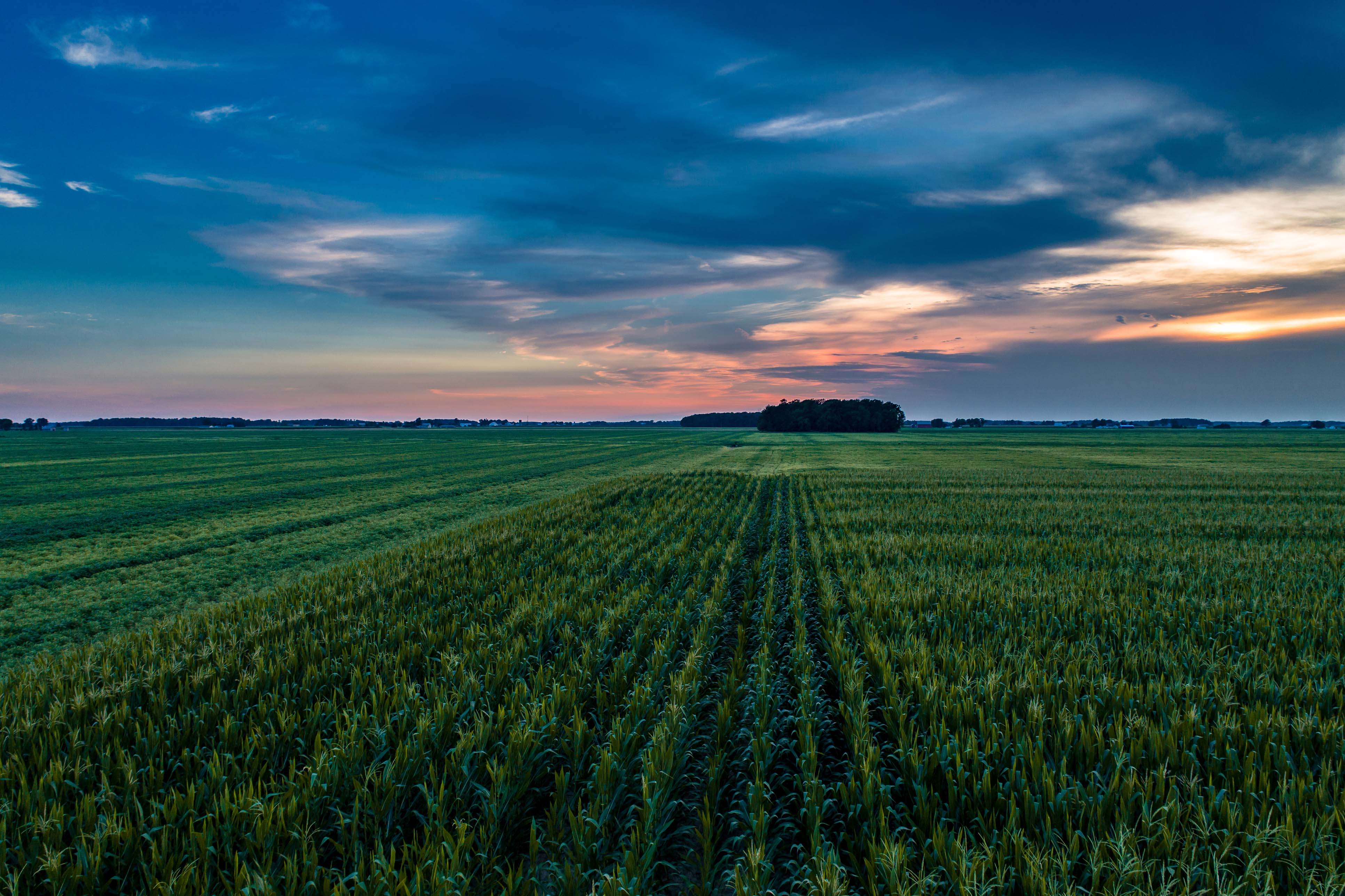 Rows of corn stretch to the horizon under an Ohio sunset in Pickaway County